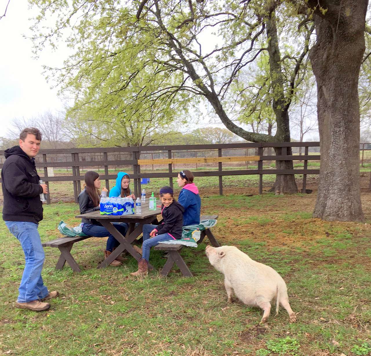 Pamela, our piggy girl...