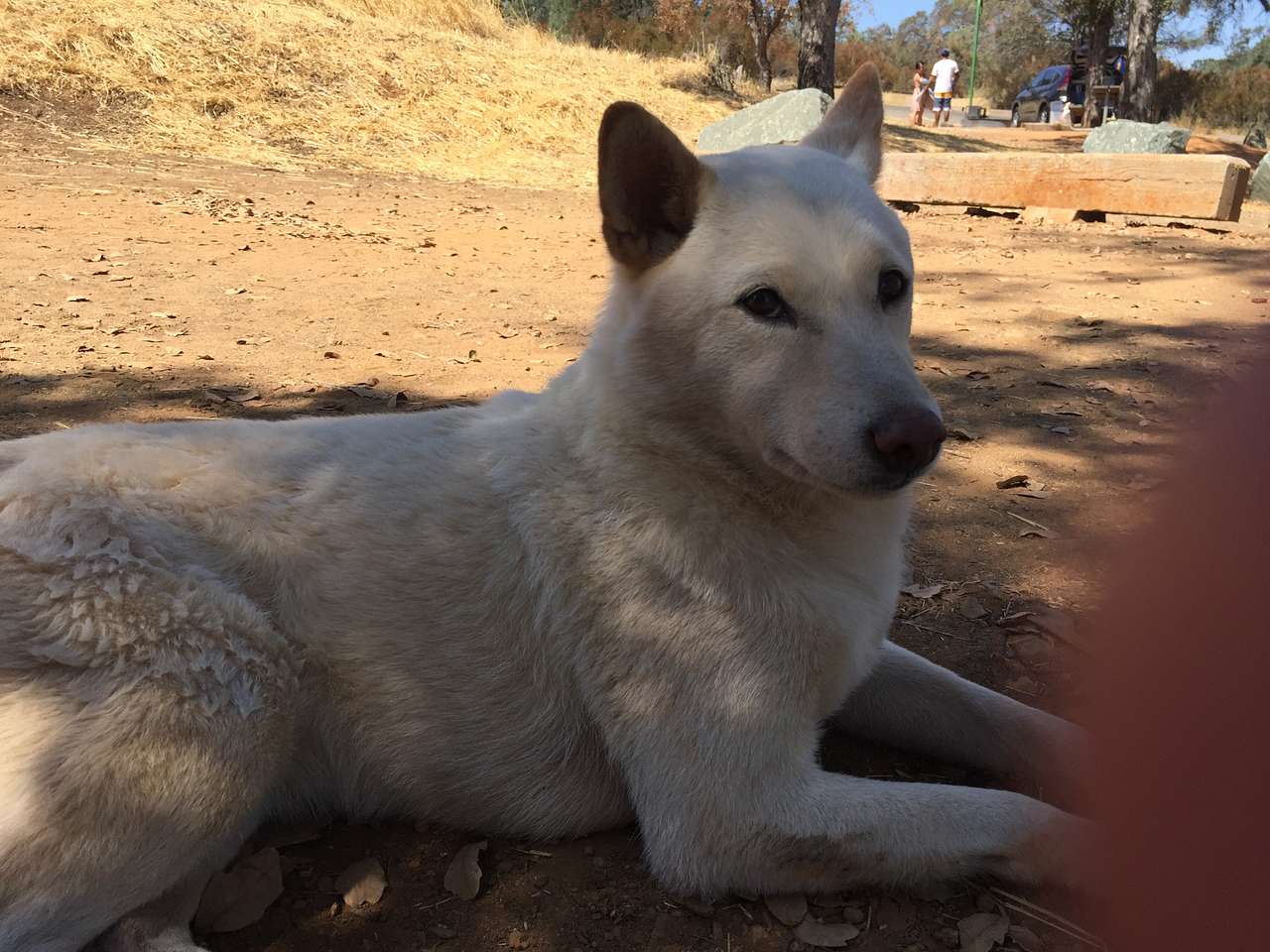 September 10, 2017
Dog friendly. This is Keiko