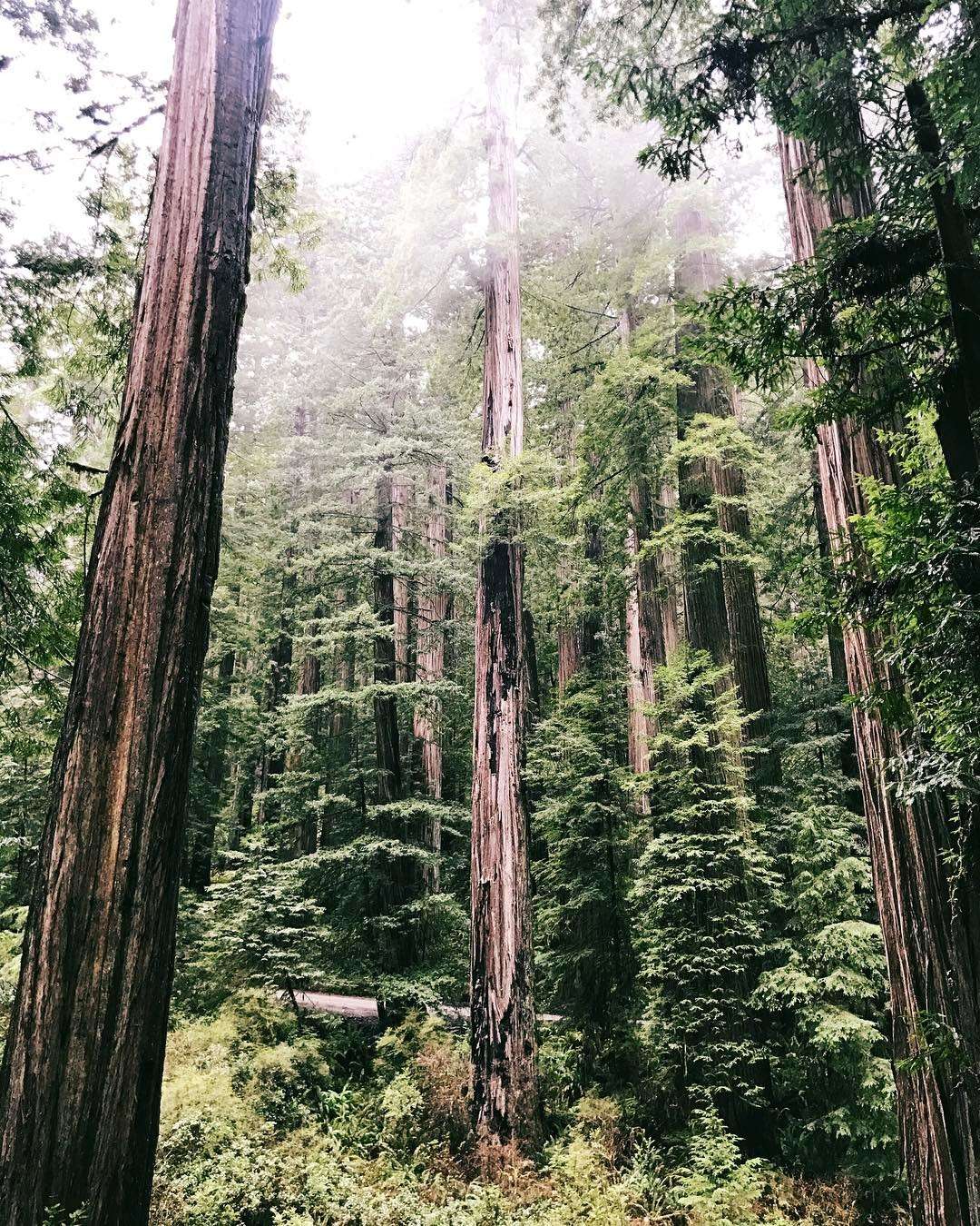 When John Steinbeck stood in the presence of redwood trees, he described the sensation as a "cathedral hush."