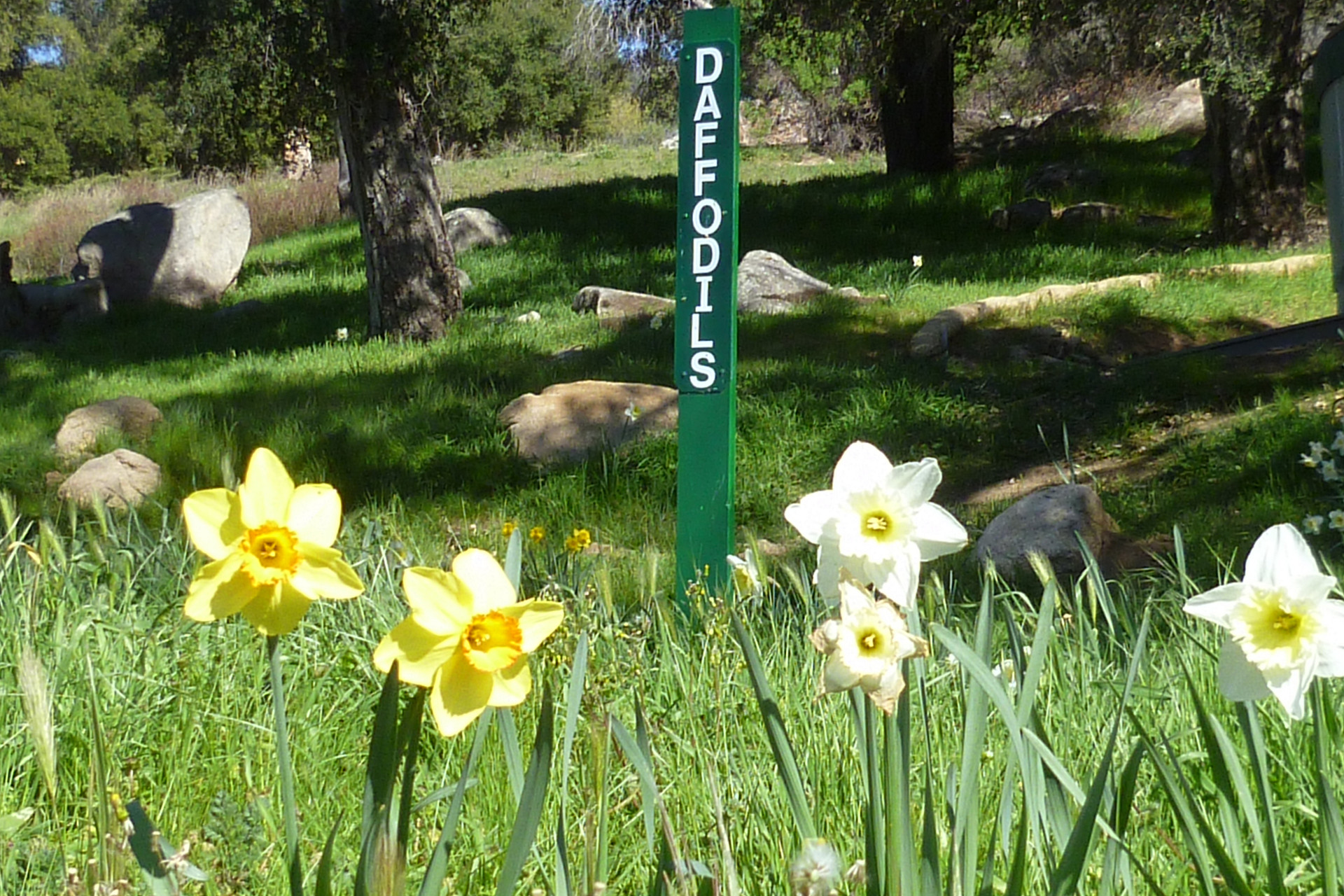 Daffodils in summer after the rains