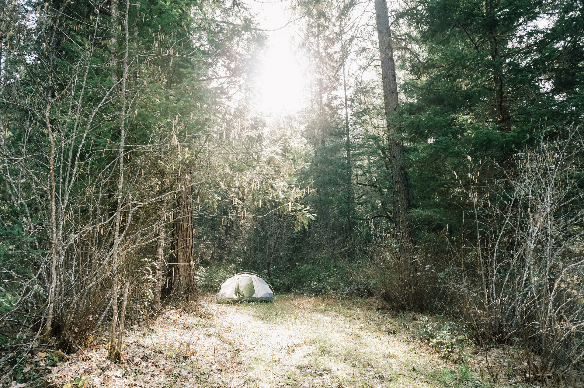 An idyllic camping spot in the forest.