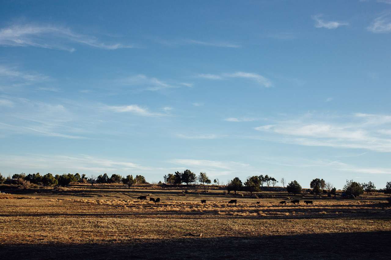 The cows stopped by to say hello! 