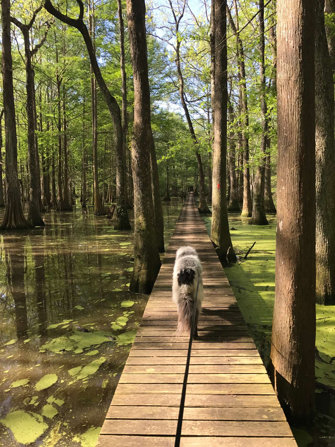 Chicot State Park