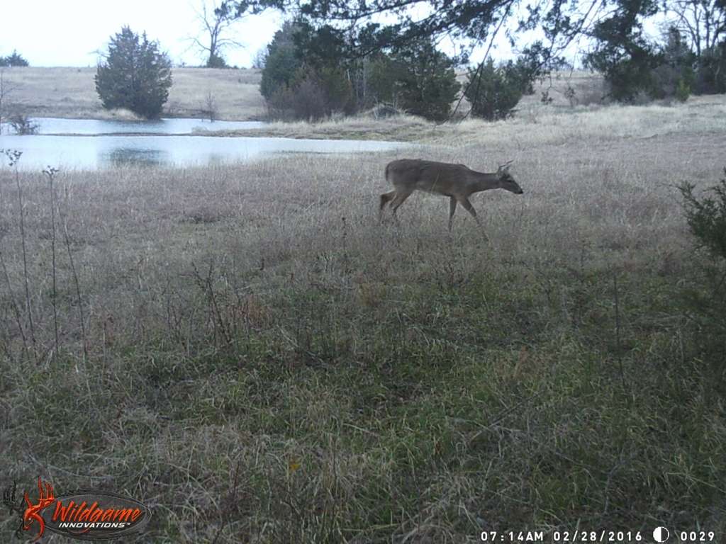 Abundant wildlife