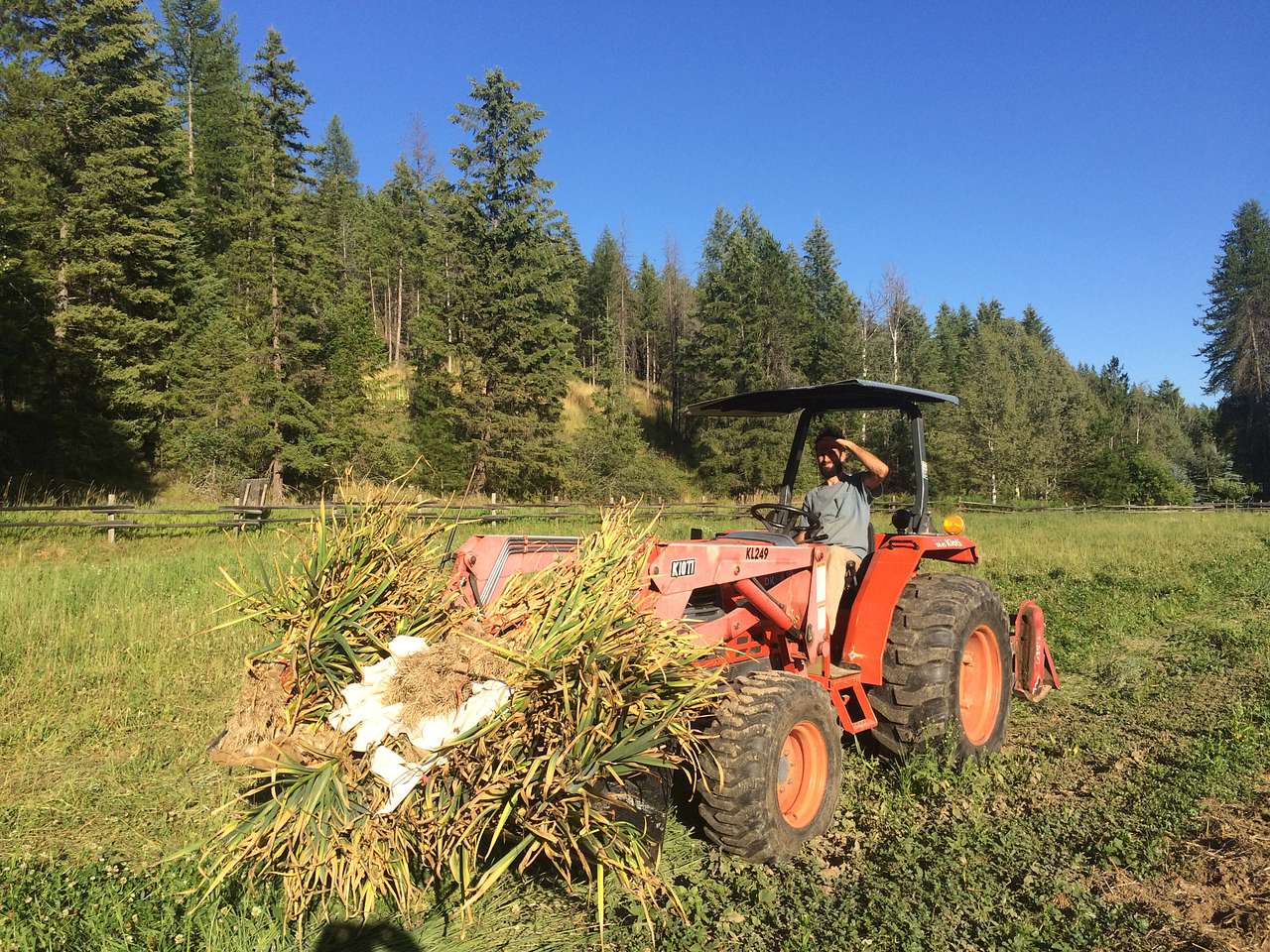 Garlic harvest!