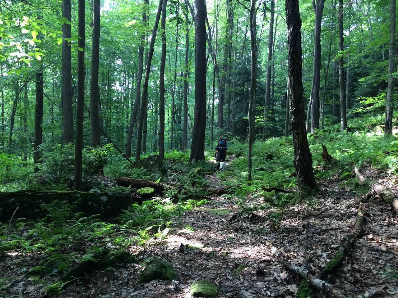 Hickory Creek Wilderness trail