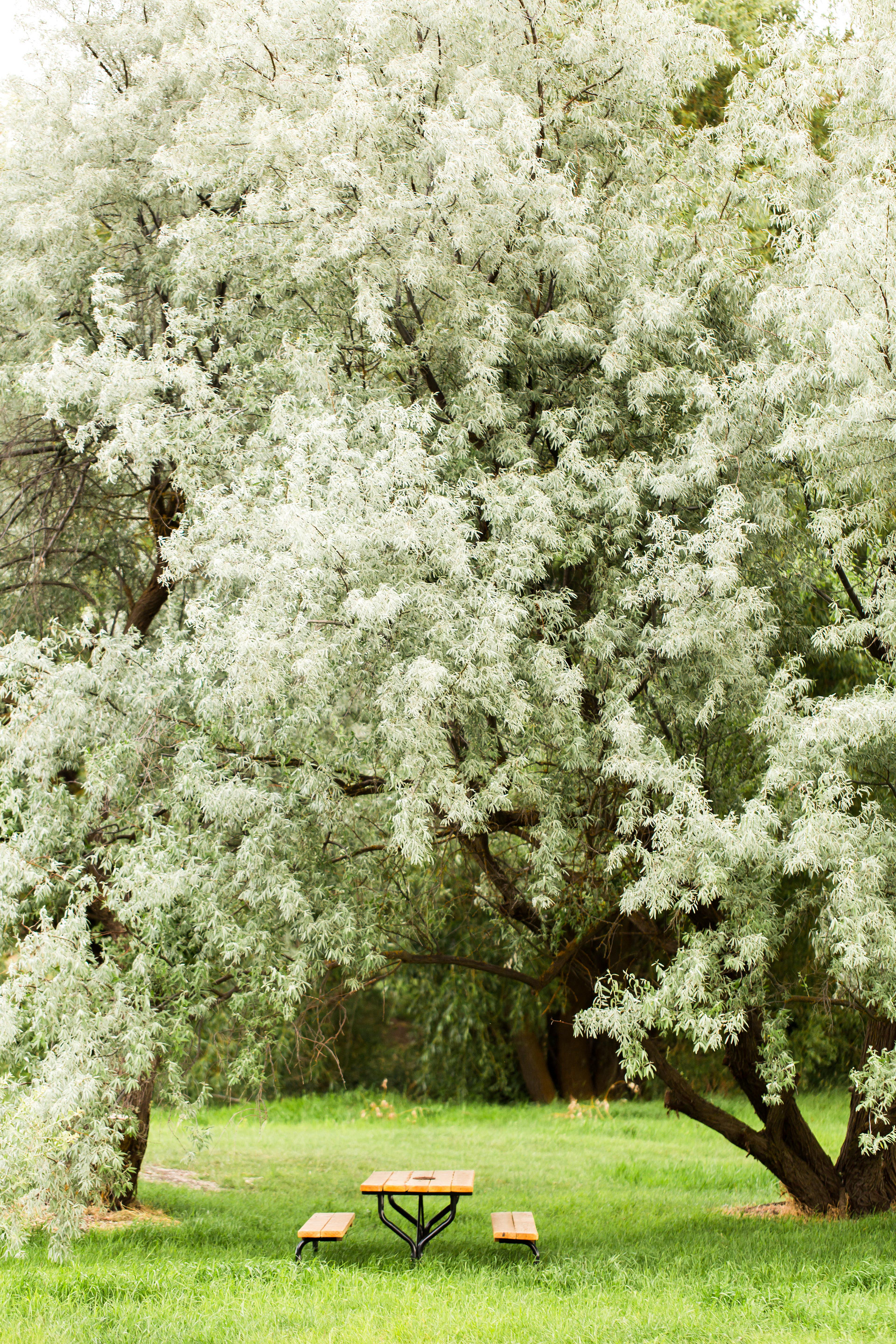 Russian Olive trees