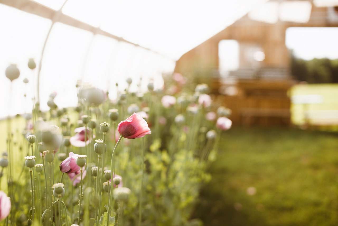 Flowers in the beautiful greenhouse they host their farm to table dinners at. 