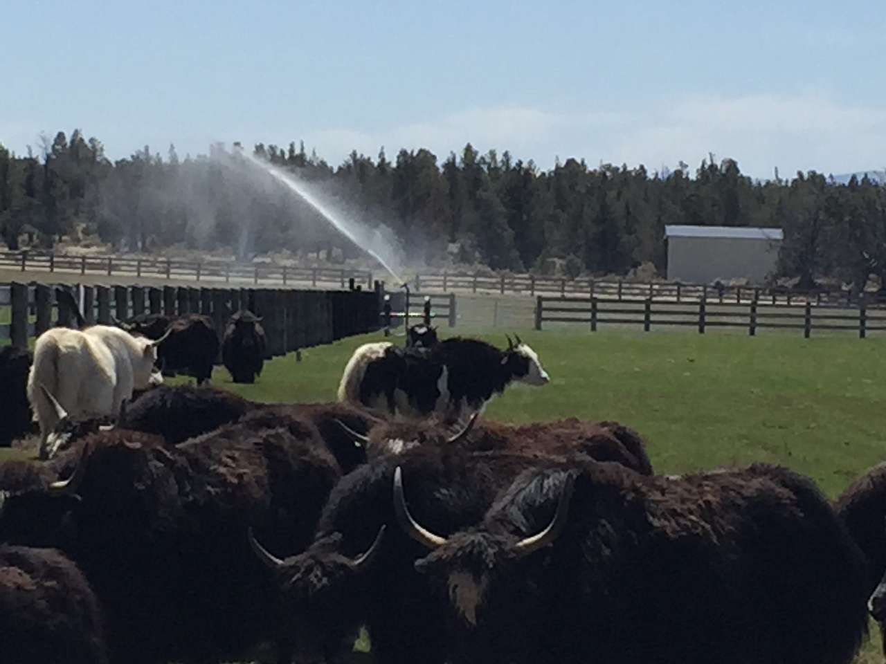 Yak it all in with our local herd 