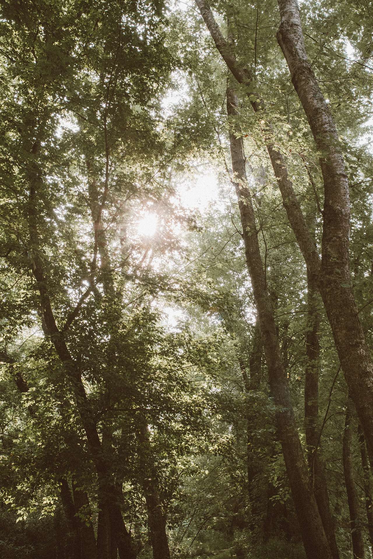 Sun doesn't come clearly through the trees til about 10:00am, so the mornings at camp are nice and cool, even in July.