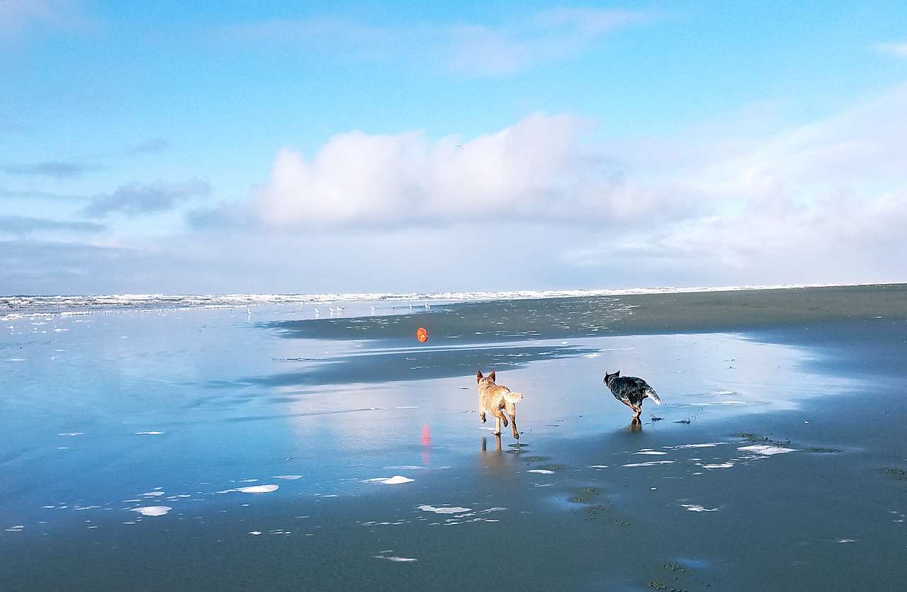 Pacific Beach State Park