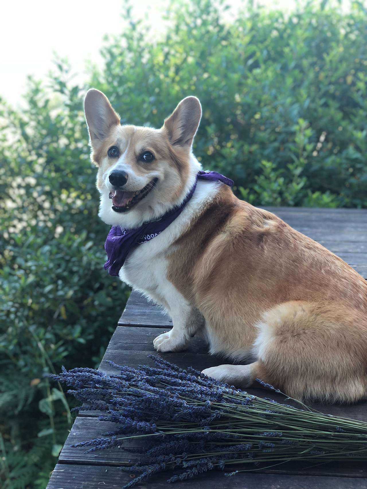 Dog with lavender