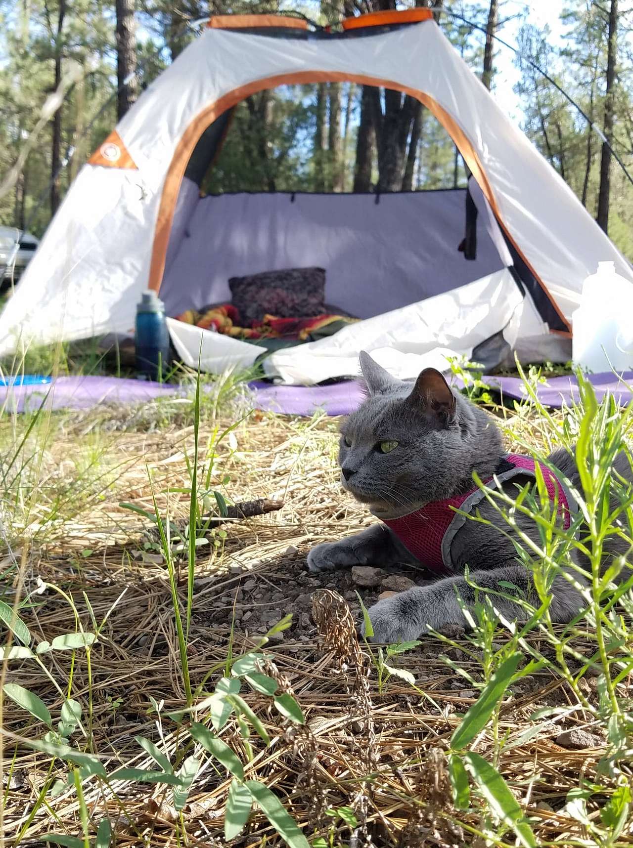It is a cat camping adventure in the pines! ( just no ATVS and backing dogs, please!)