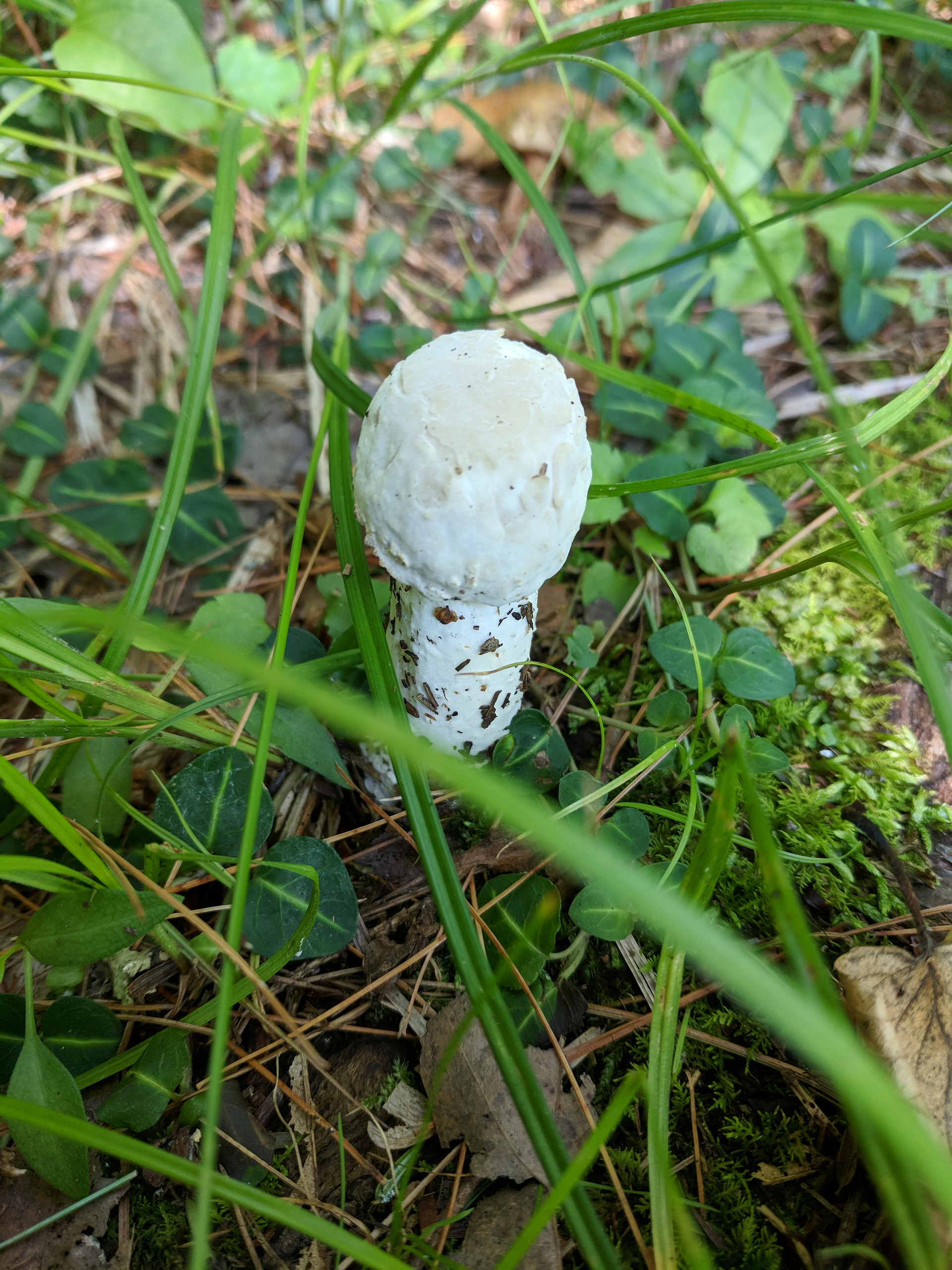 Wells State Park