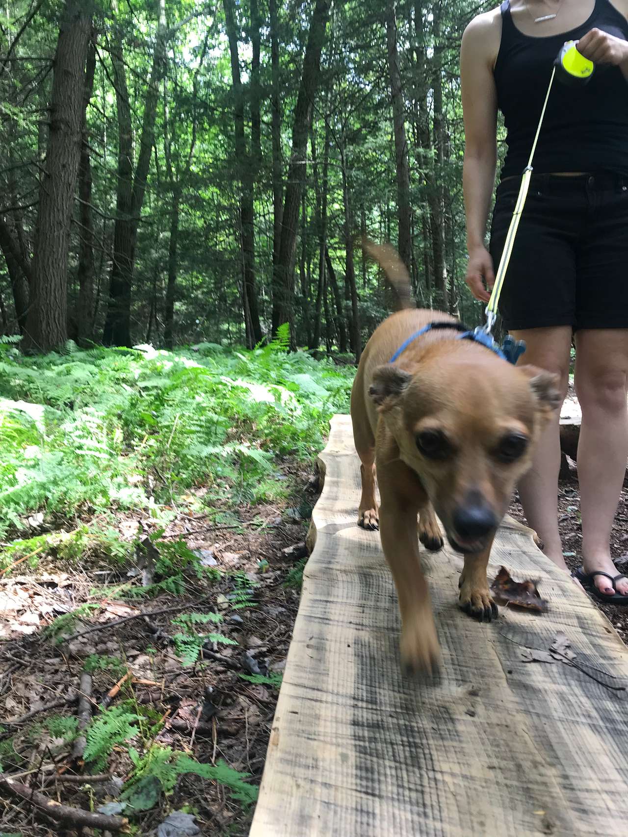 Cute pups allowed