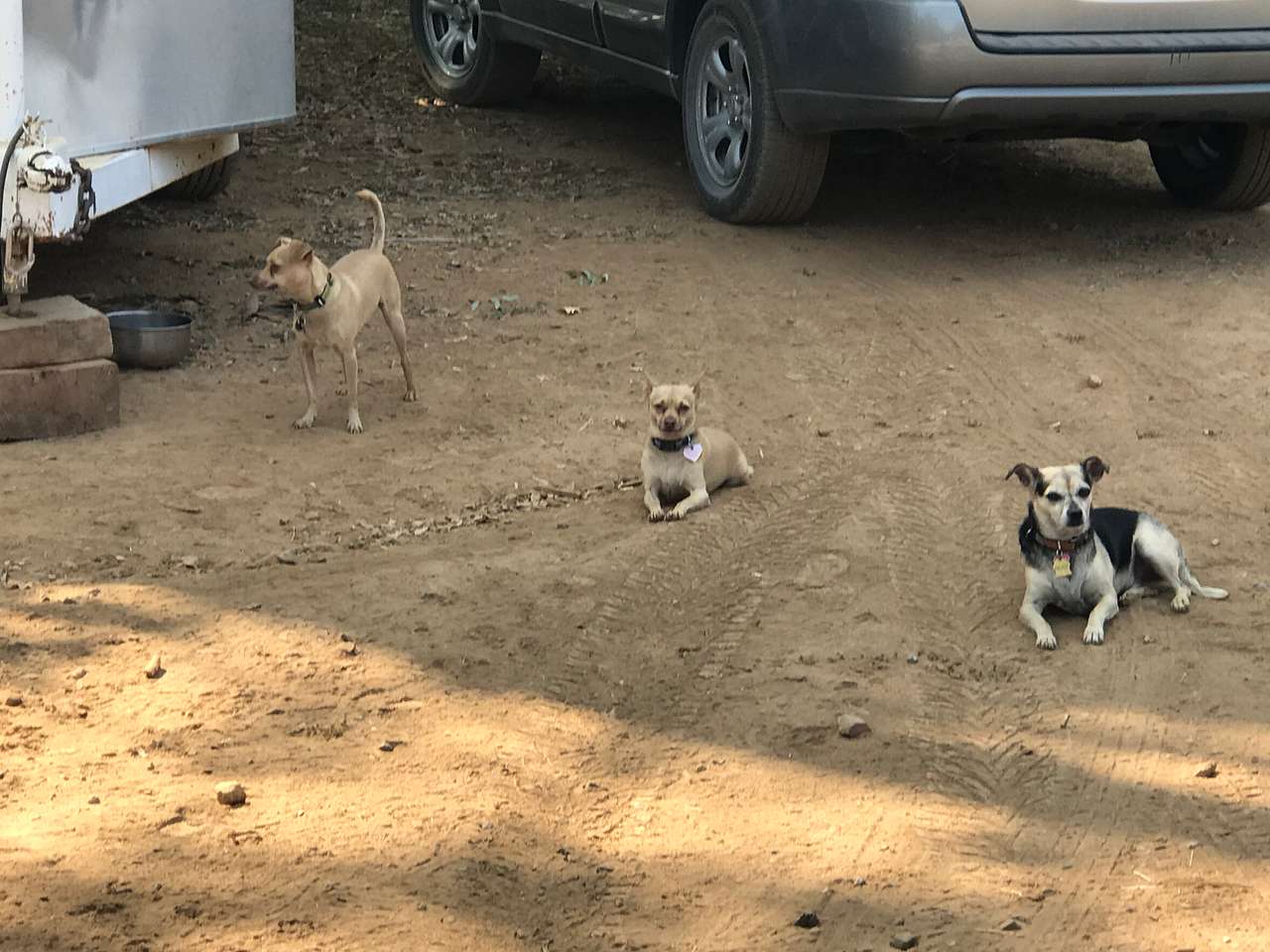 Animal Lovers Paradise