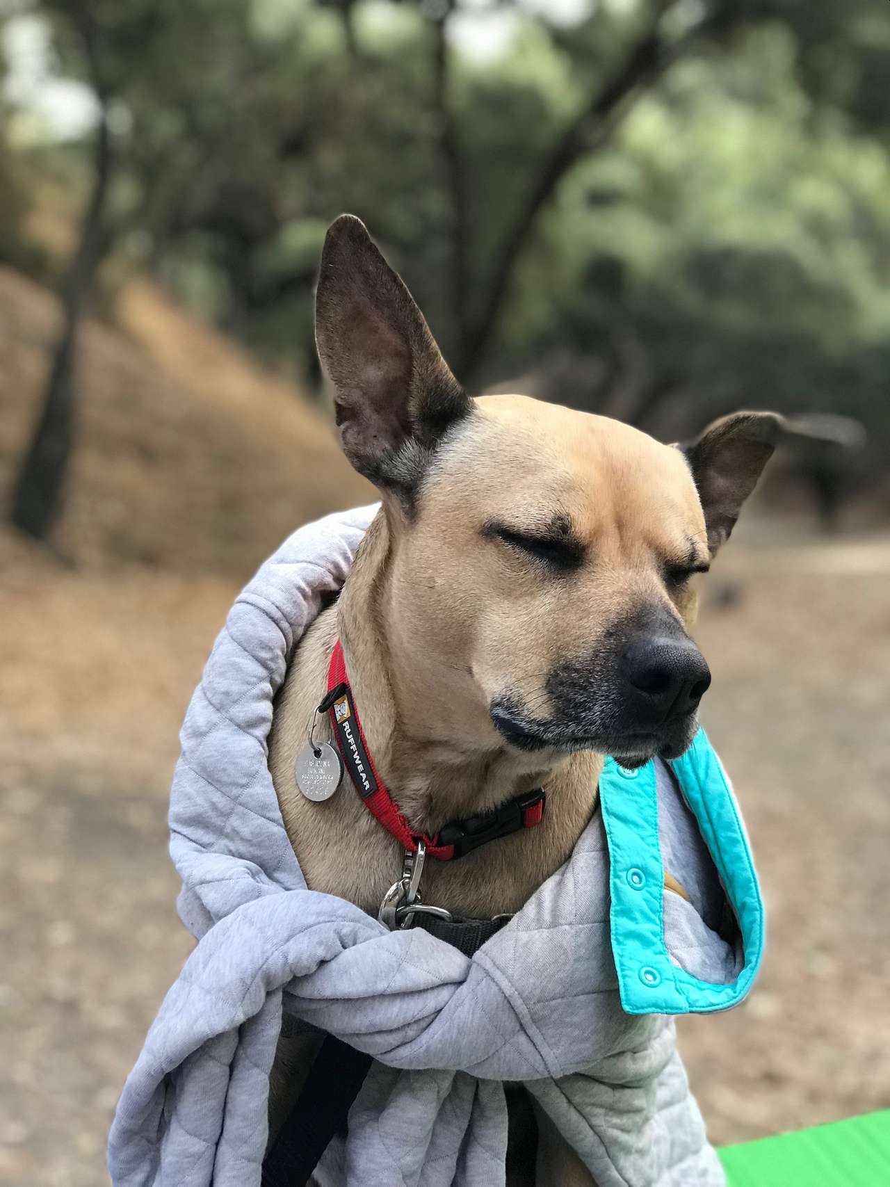 Dog-friendly