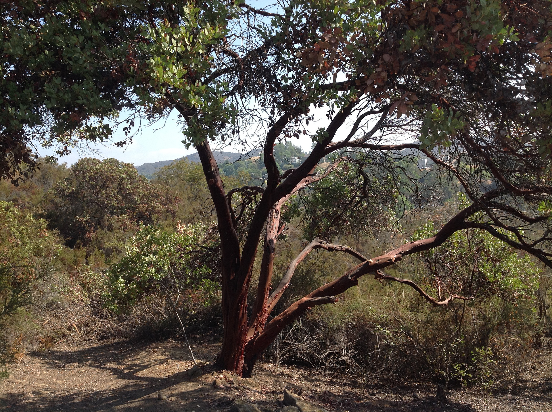 Ancient hugh Manzanita tree