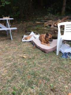 The dogs rest after playing.