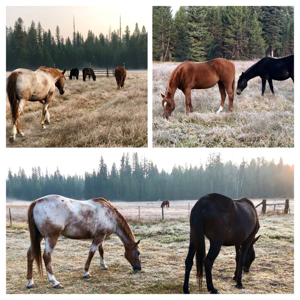 Horse meadow