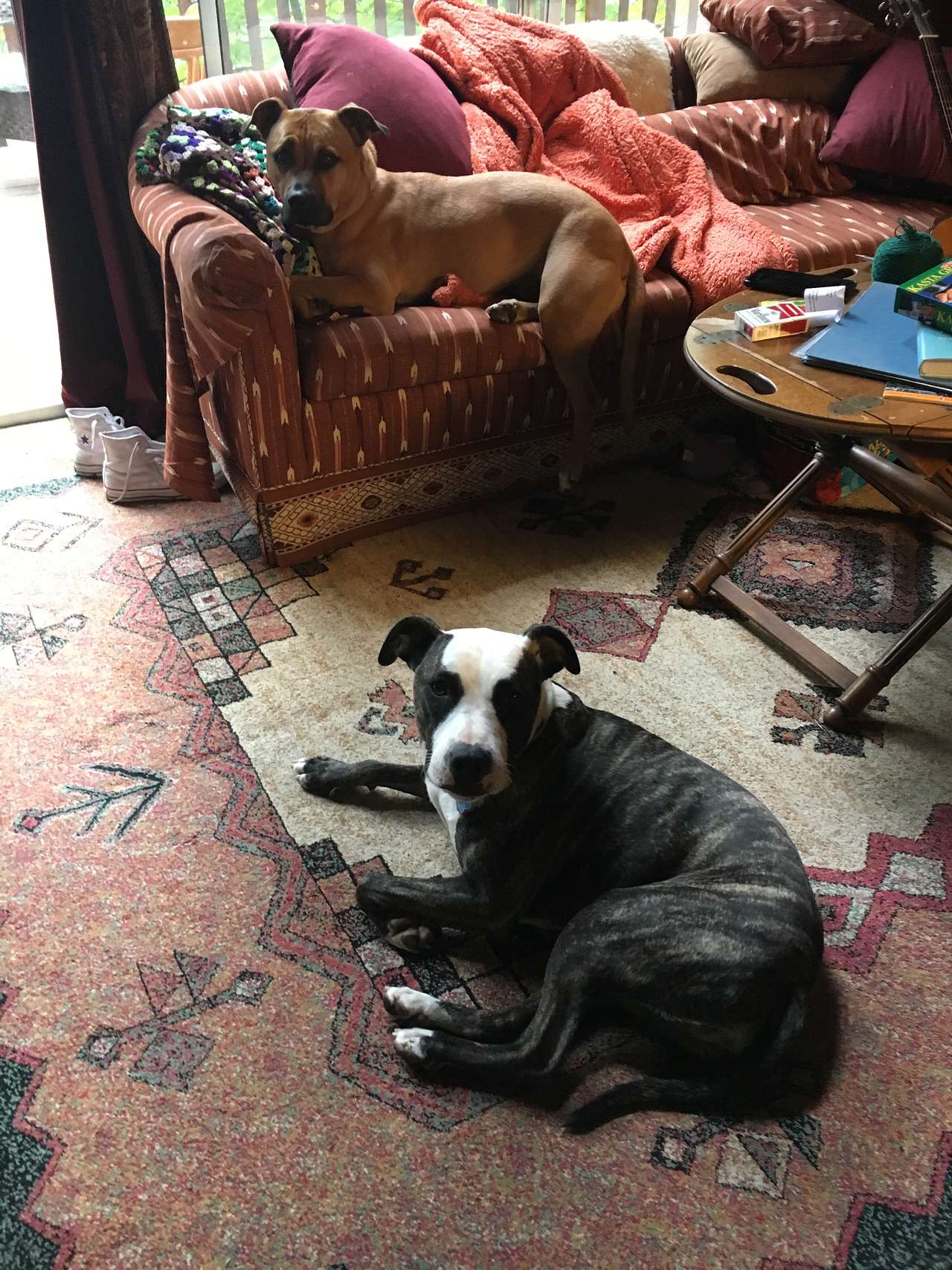 Dog Woods