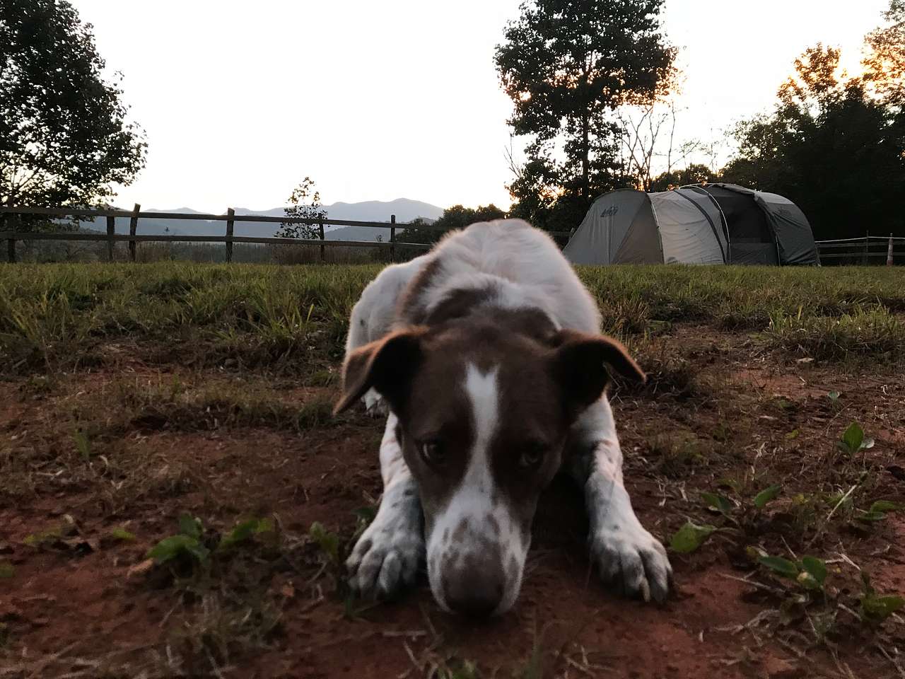 Blue Ridge Camping Covington Forest