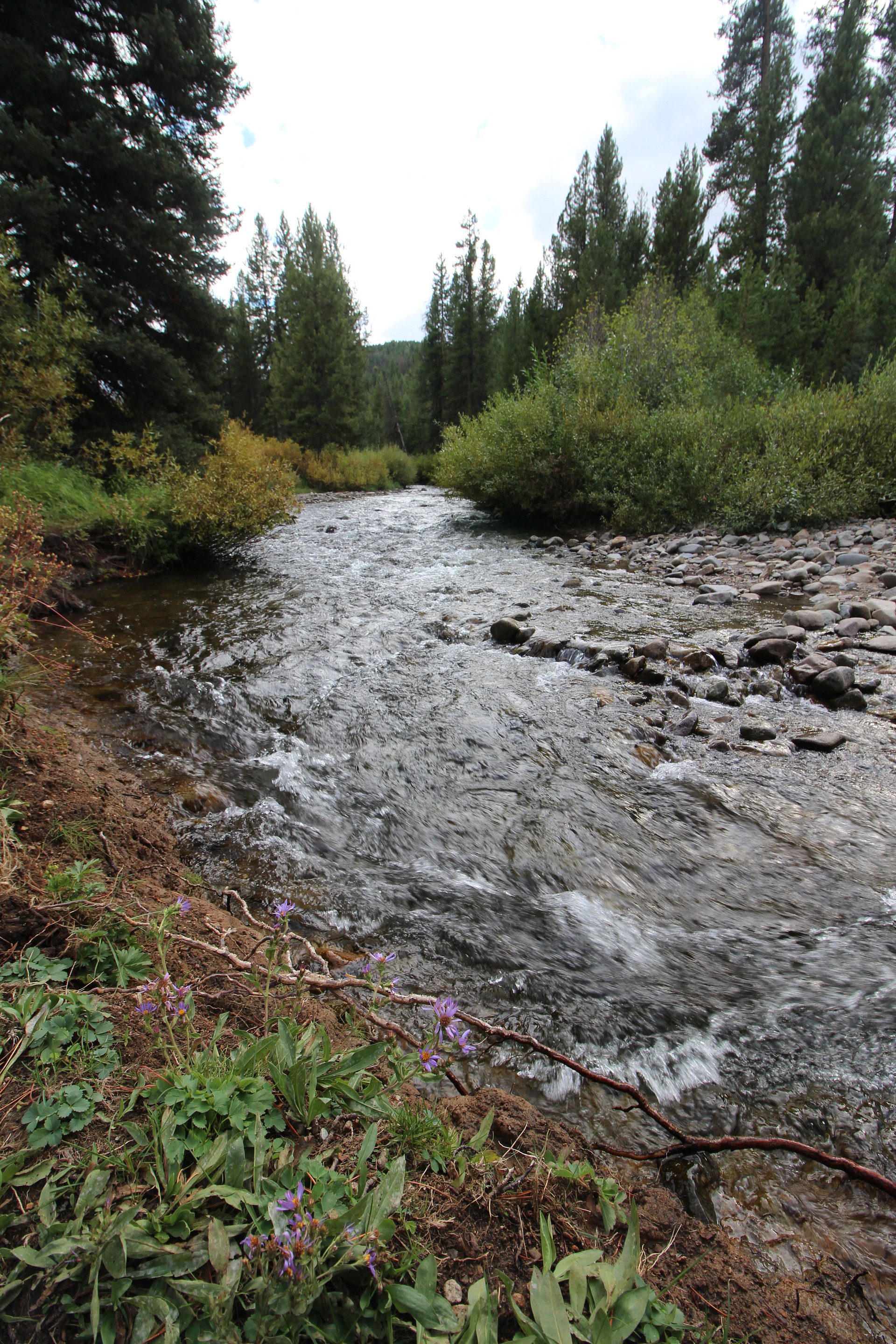 The beautiful Baker Creek is good for some rainbow trout fishing!