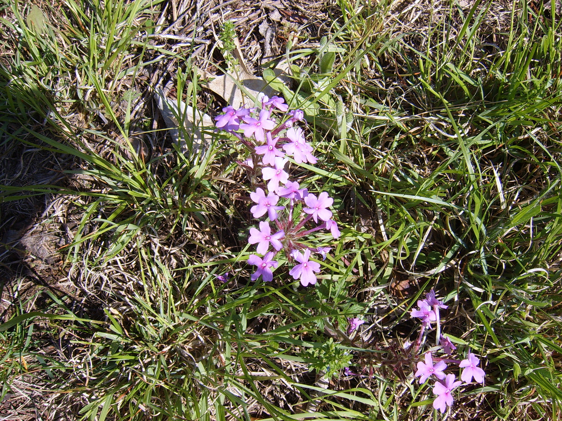 Ozark wildflowers