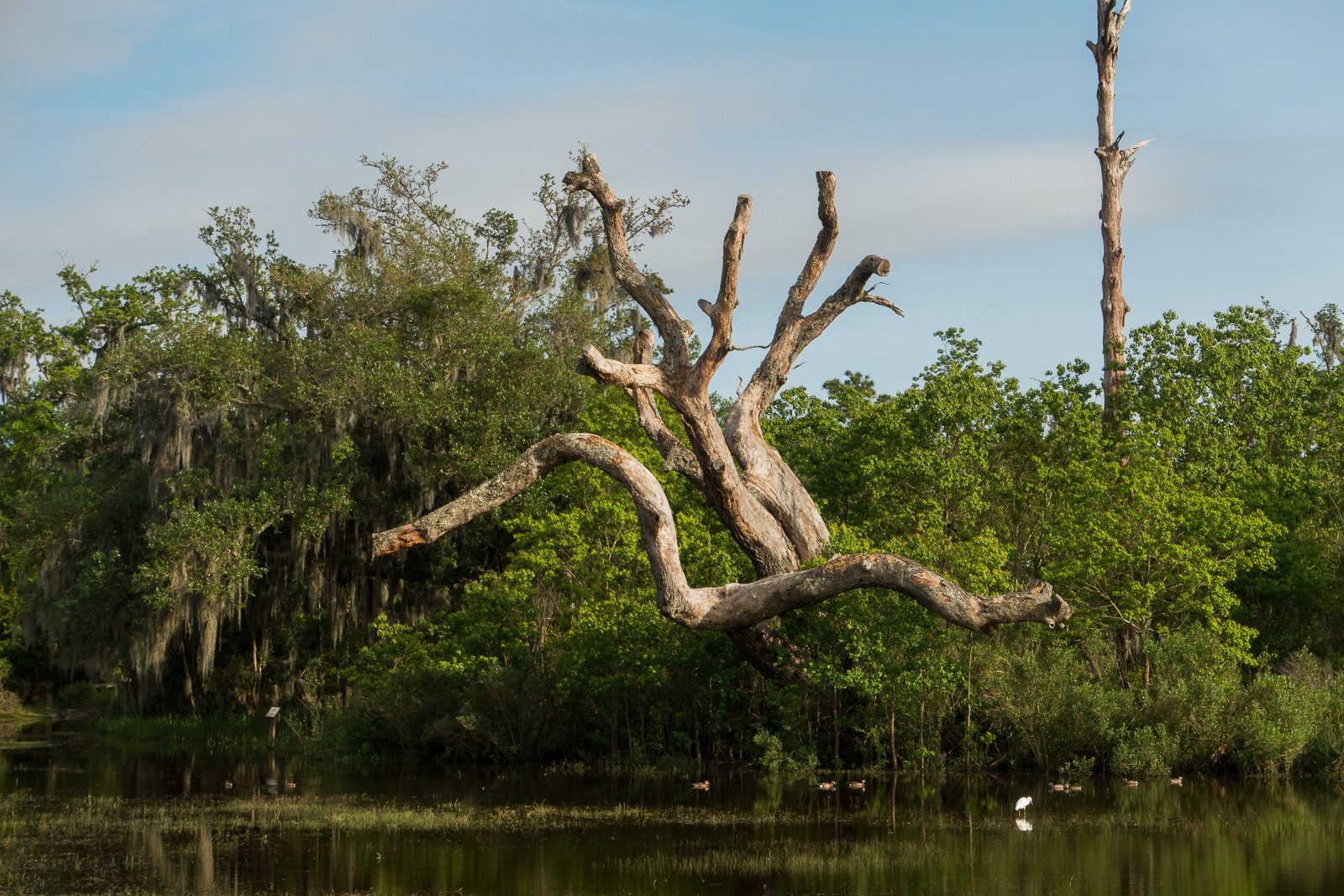 Fontainebleau State Park scenery.