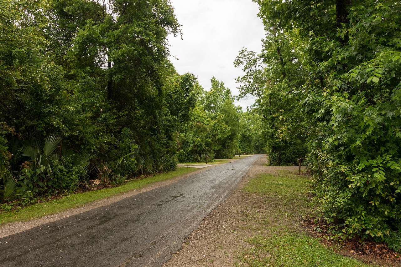 Palmettos line the road in Palmetto Island State Park.