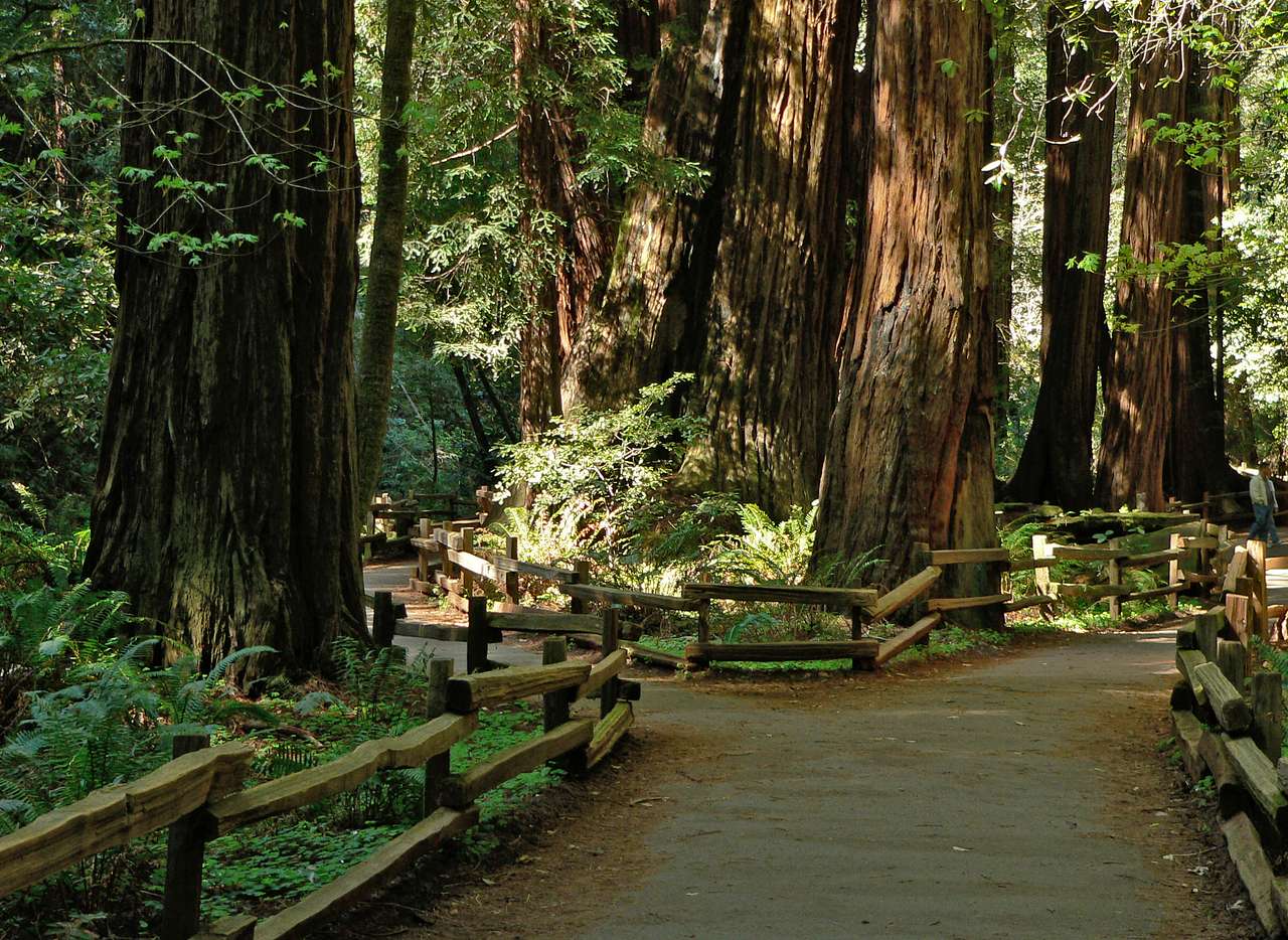 Muir Woods National Monument