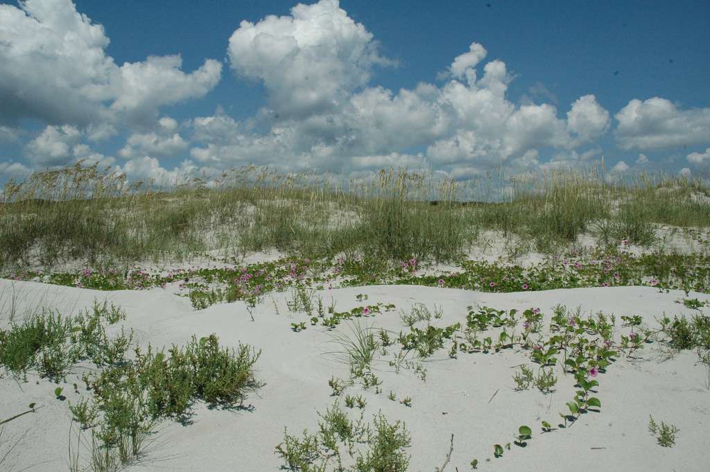 Cumberland Island National Seashore