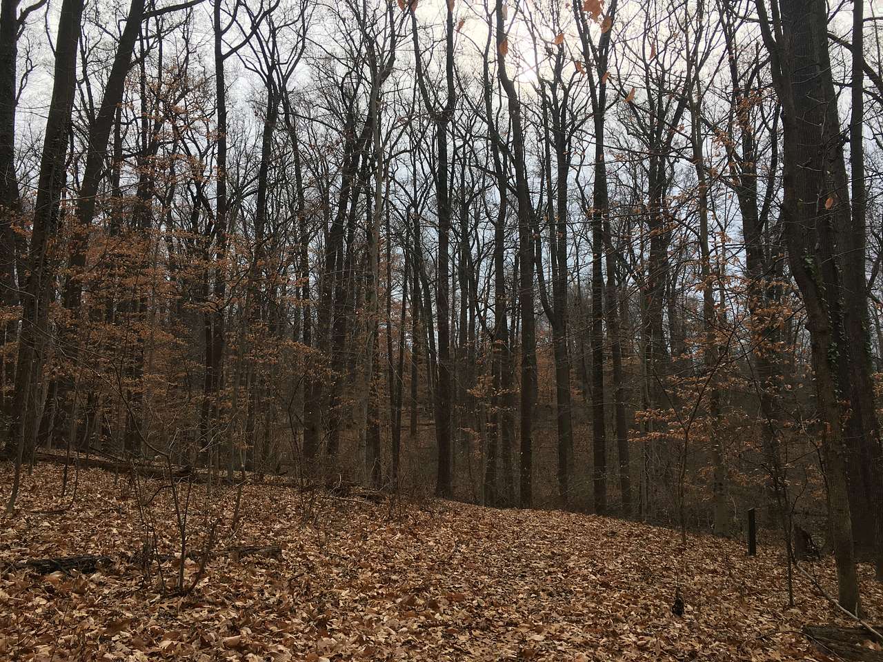 Fort Dupont Park