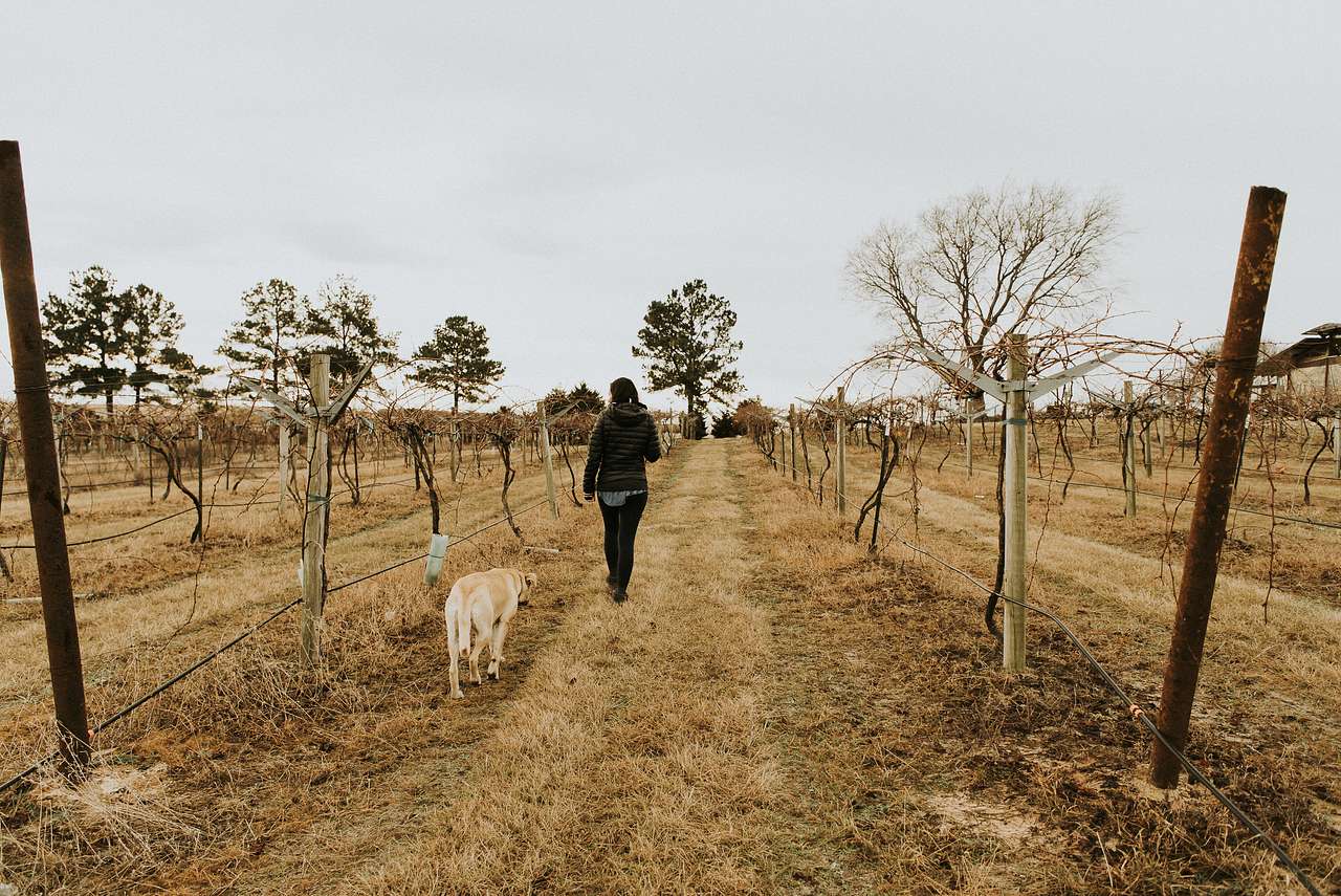 Tara Vineyard & Winery estate