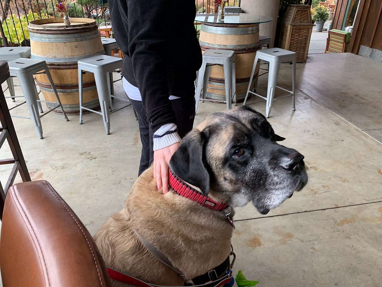 Wooldridge Creek Winery is dog friendly too!