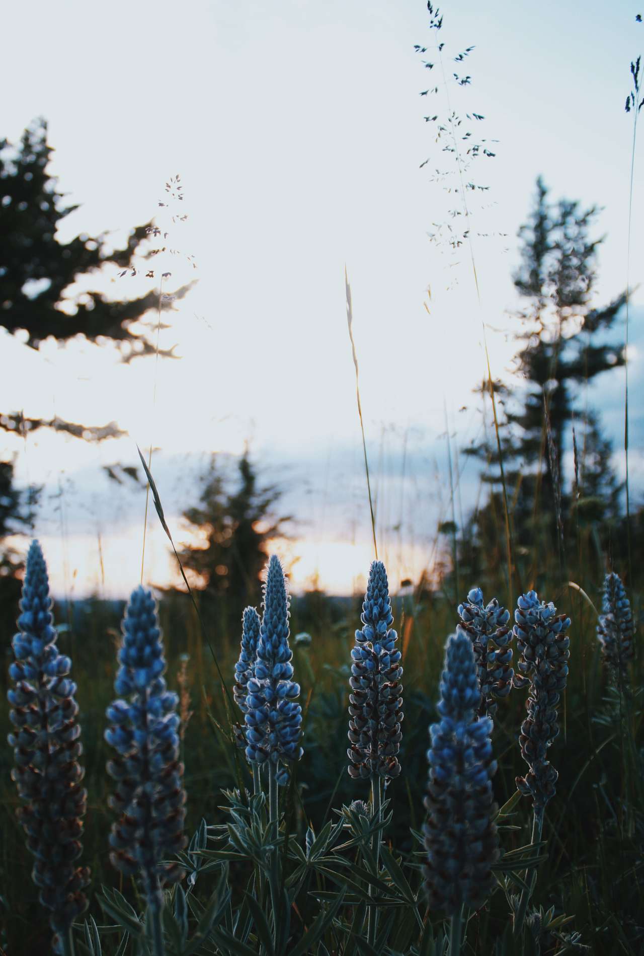 Wallowa Lake State Park