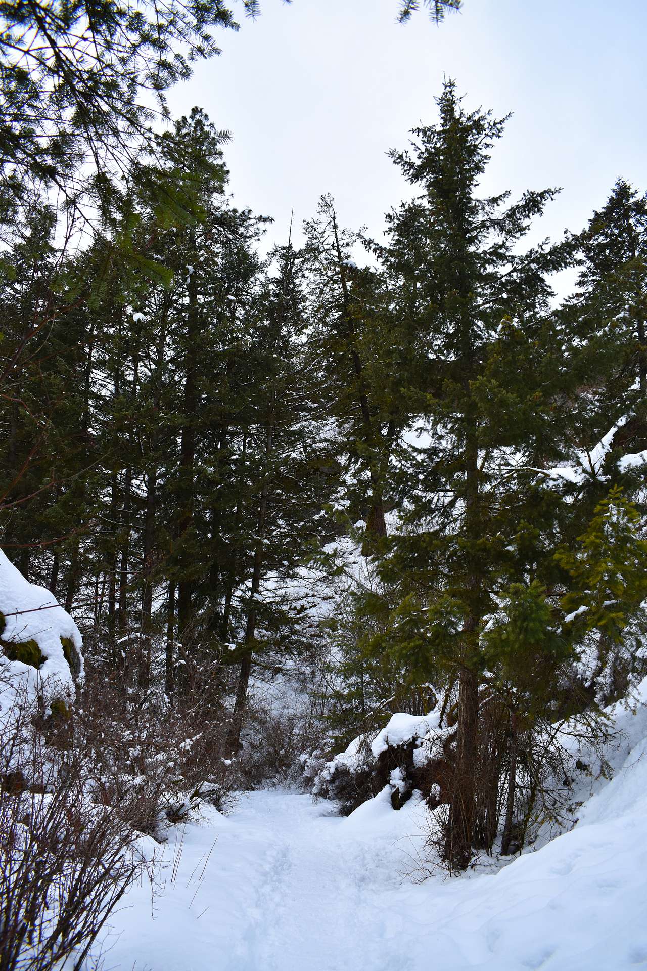 The trail