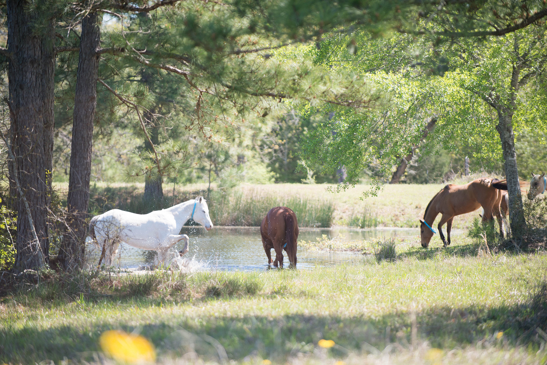 5D RANCH