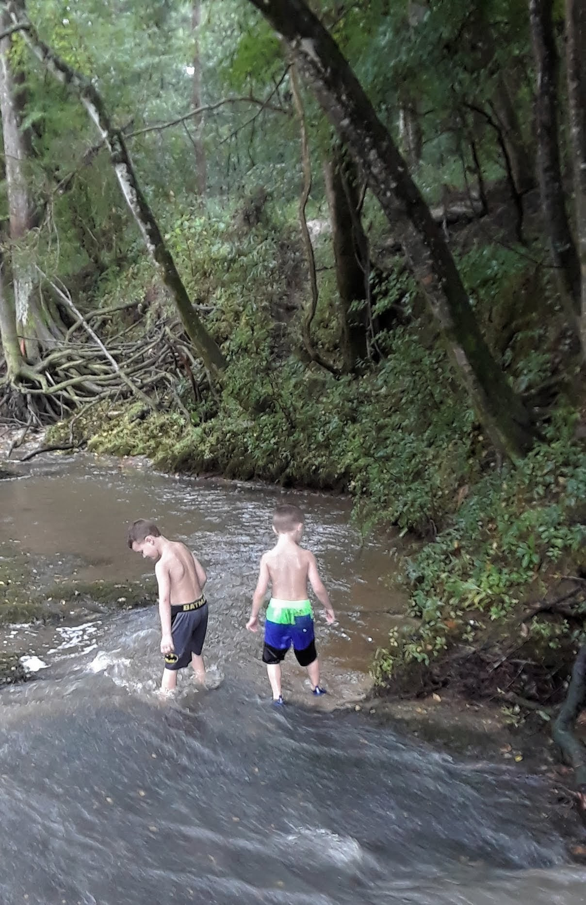 Kisatchie National Forest