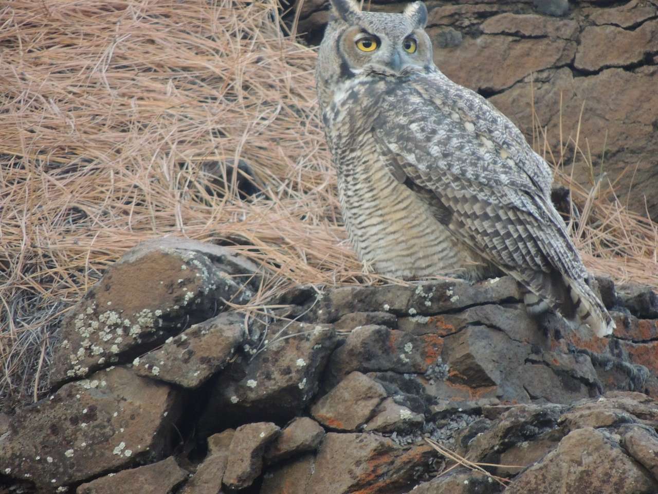 Residents in the canyon