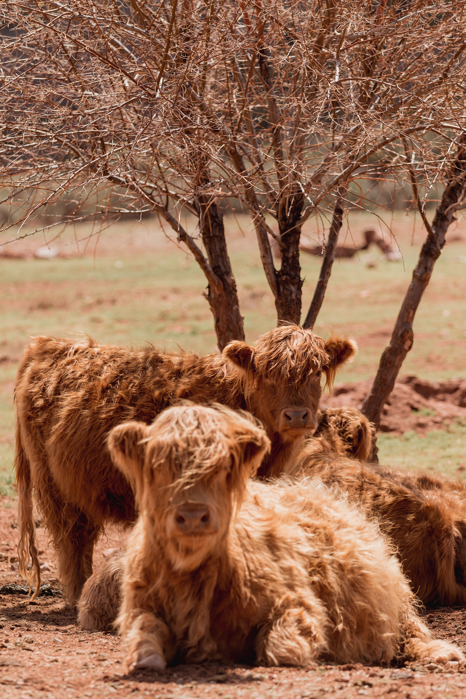 Highlands coos are the cutest!  