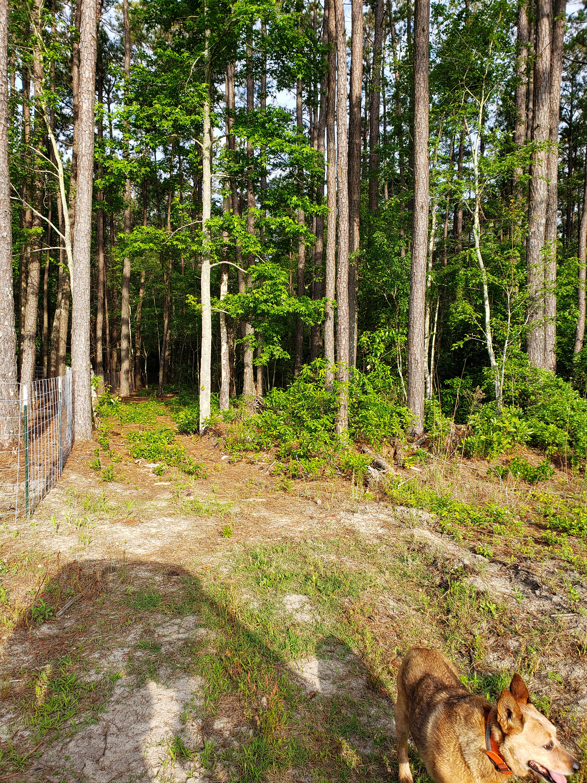 Another area for roughing it tent set up 