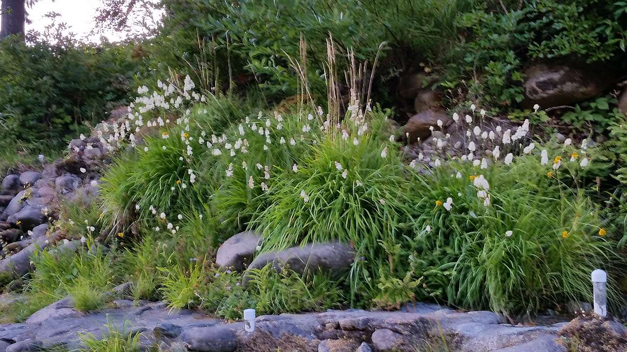 Pathway to the river with tolfieldia in full bloom