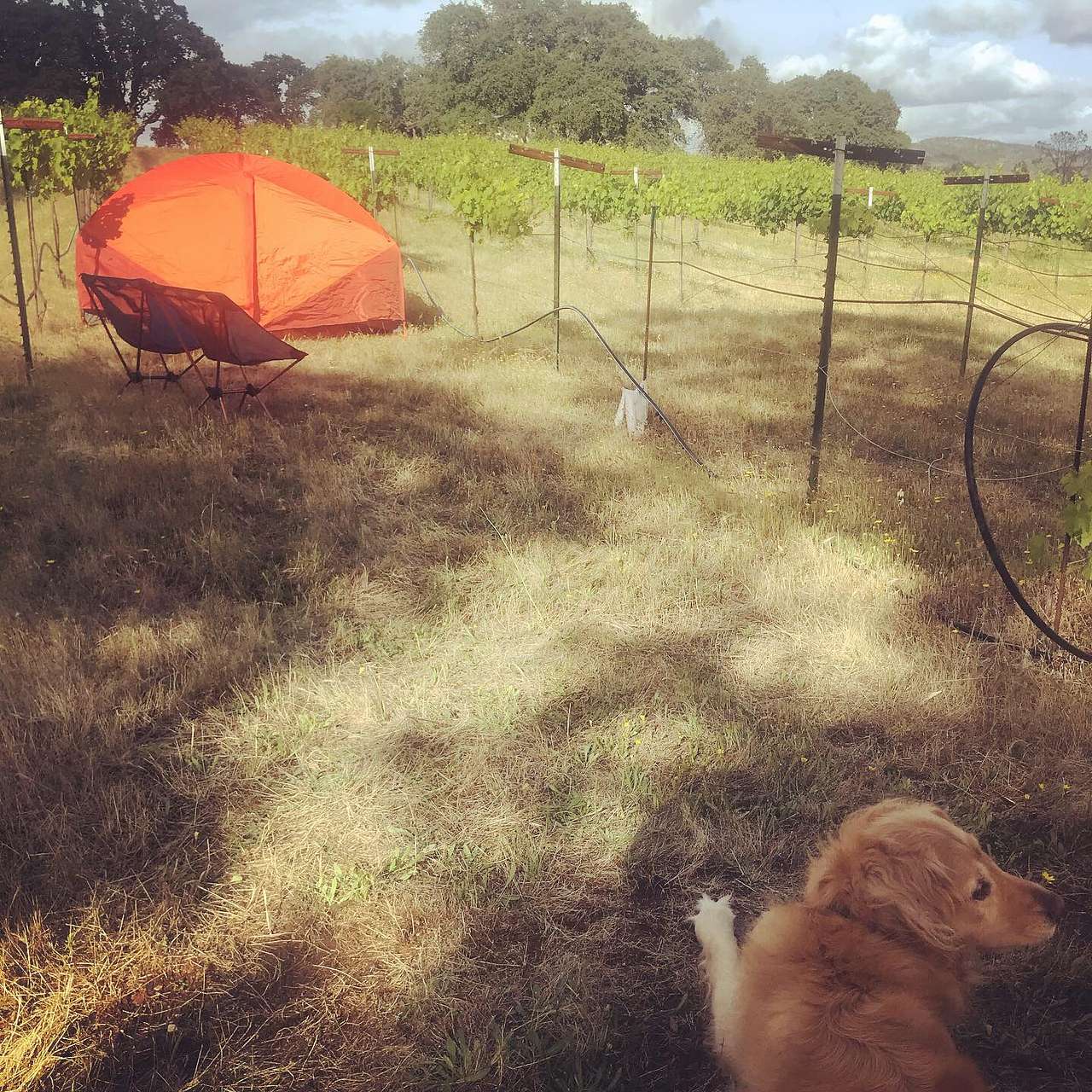 Hickman Family Vineyards