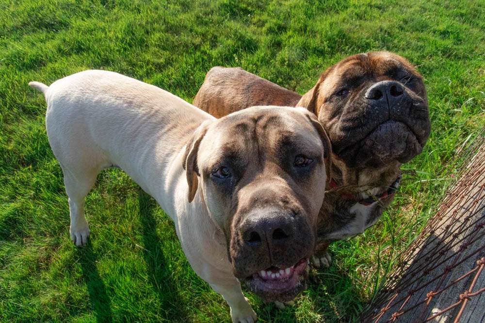 The neighbors cute dogs that greet you on the way in