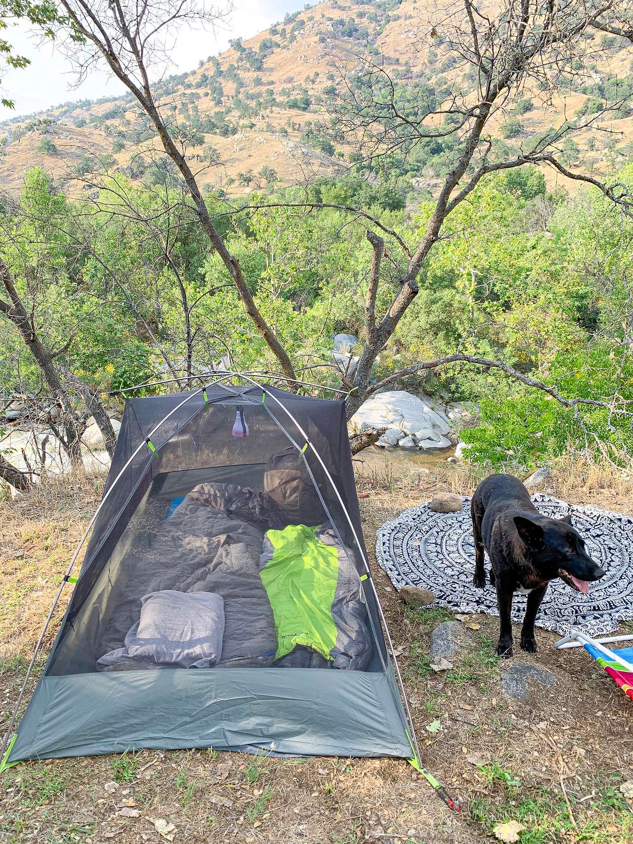 The helpful dog, Tule.