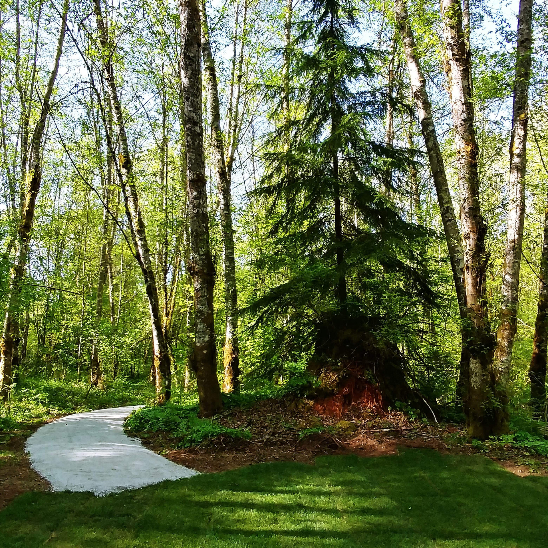 Trail in the forest