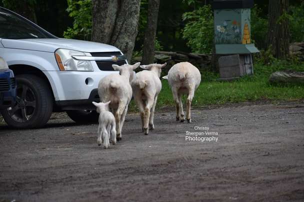 Our free range petting sheep
