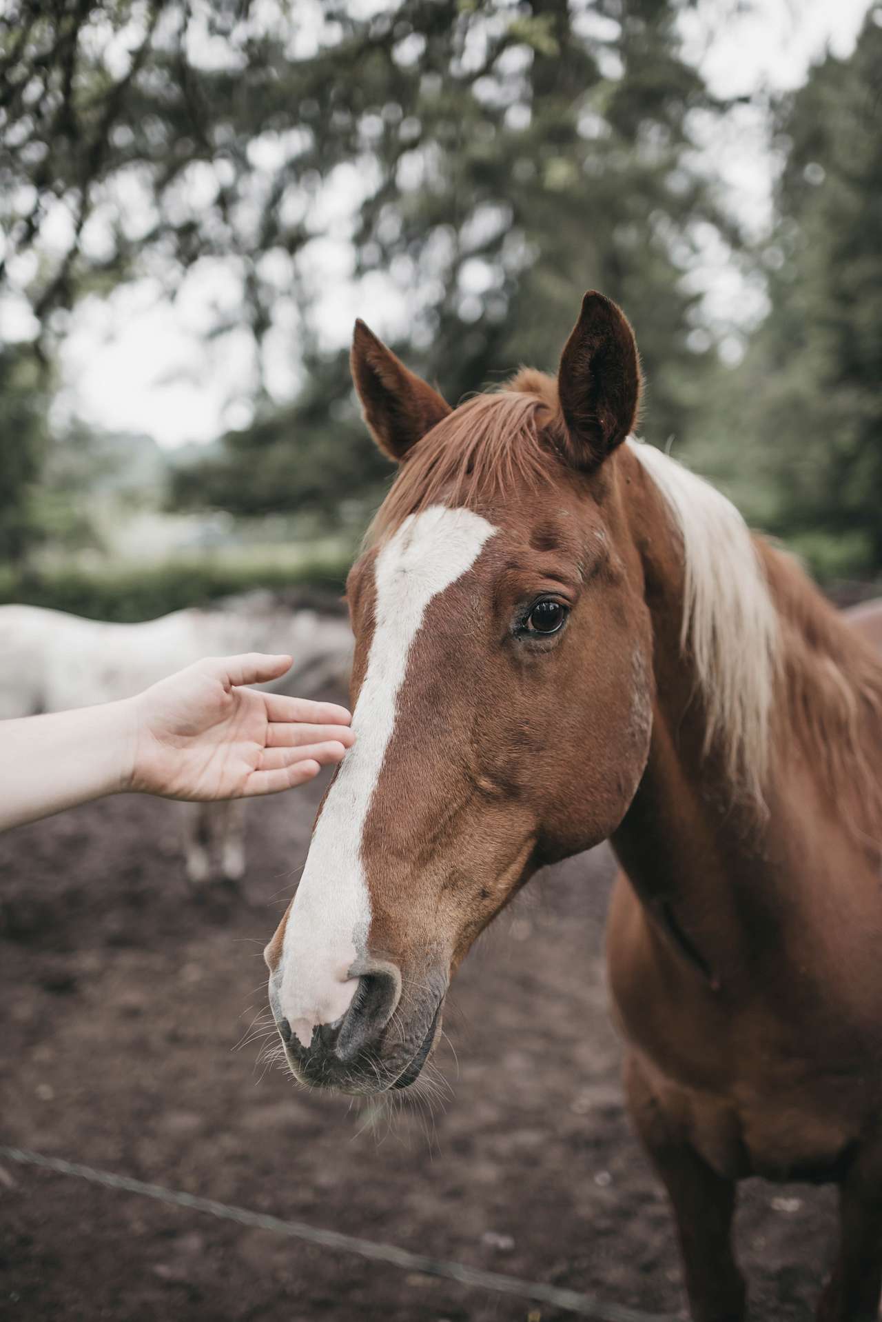 Horse Lovers Paradise