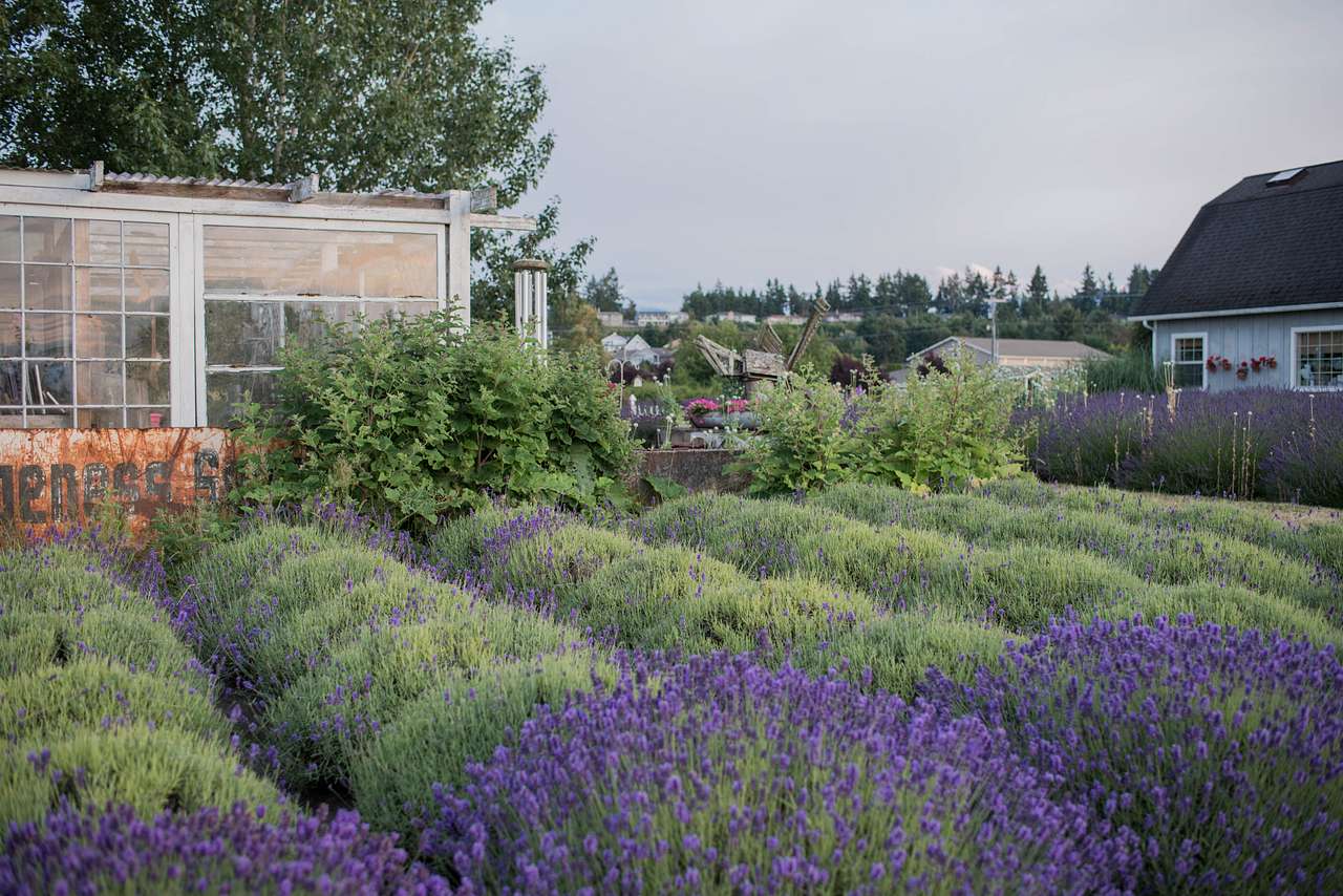 Jardin du Soleil Lavender Farm